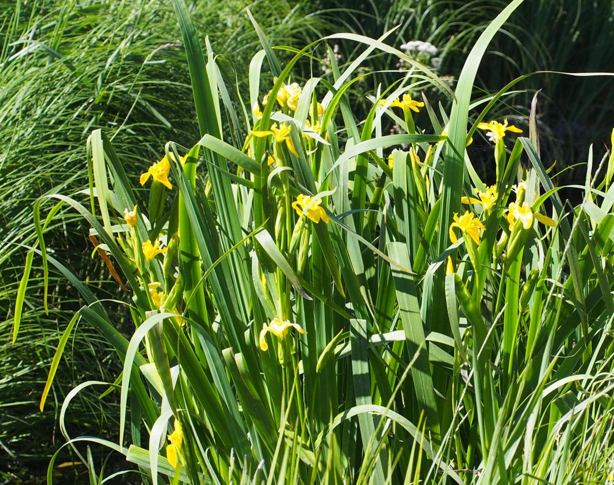 Iris, Yellow Flag plant